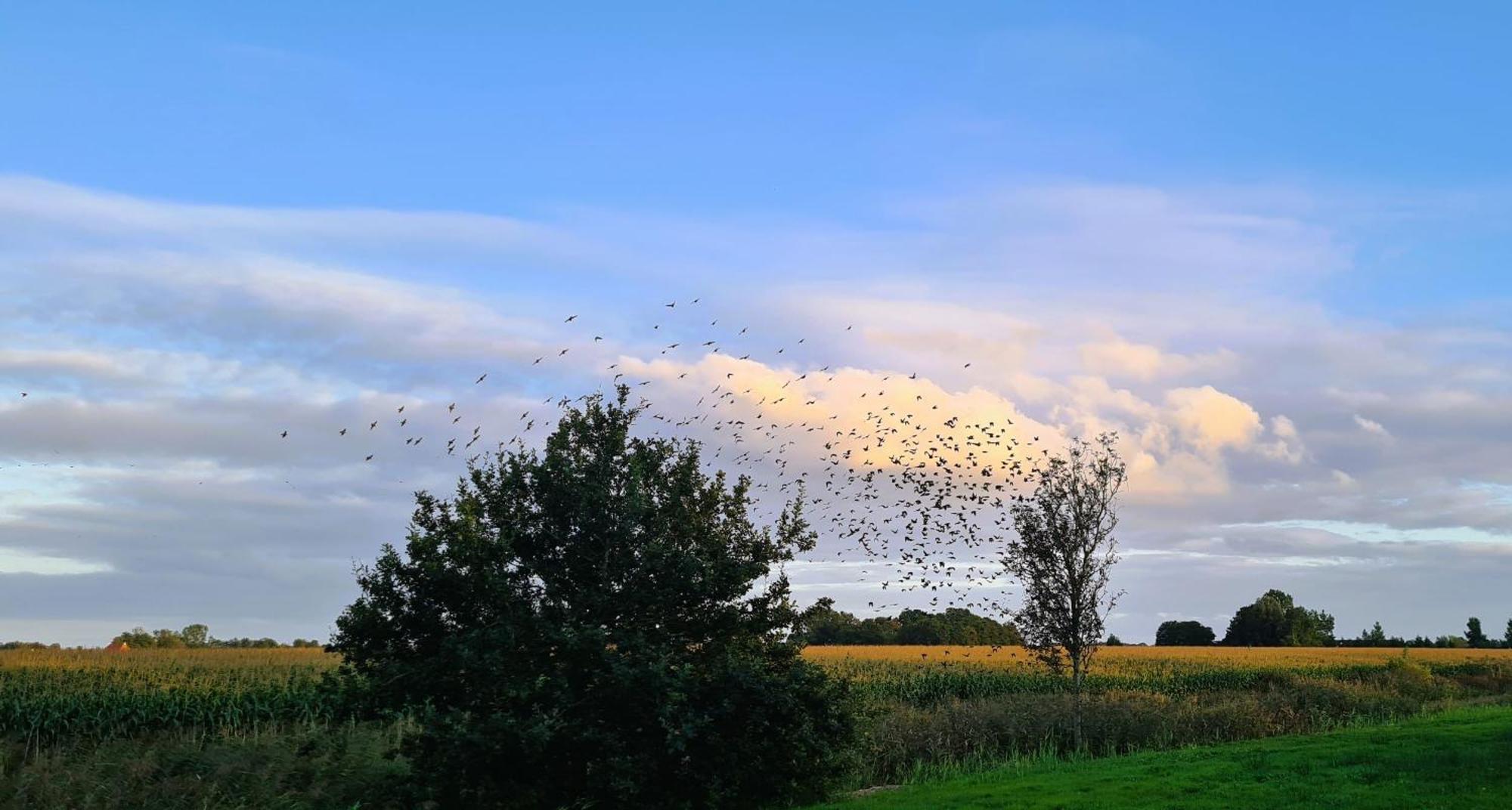 B&B De Kan Hoeve De Veenhoop エクステリア 写真